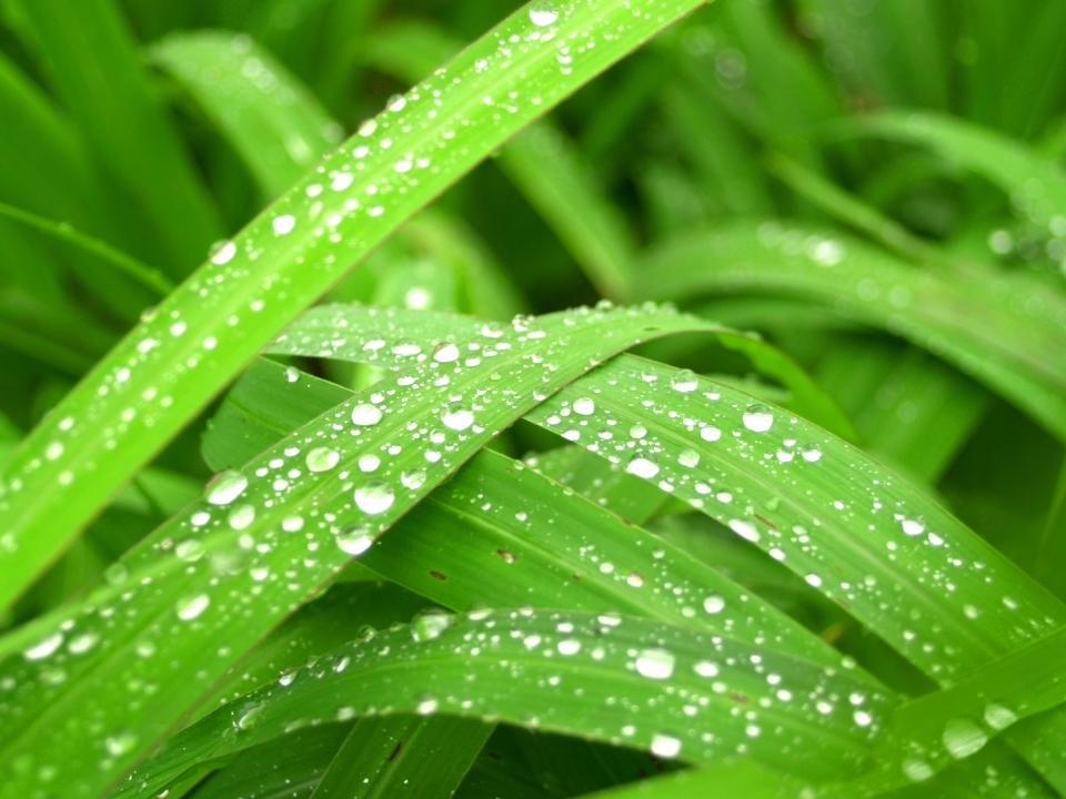 Close up photograph of grass with small droplets of dew